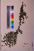  (Cotoneaster horizontalis - TROM_V_965180_sg)  @11 [ ] CreativeCommons - Attribution Non-Commercial Share-Alike (2018) Unspecified Tromsø University Museum
