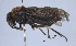  (Lagonis - WSSF03)  @14 [ ] CreativeCommons - Attribution Non-Commercial Share-Alike (2013) WSDA Entomology Washington State Department of Agriculture