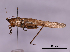  (Neoconocephalus brachypterus - IAvH-E218389)  @11 [ ] CreativeCommons Attribution NonCommercial ShareAlike (2020) Unspecified Instituto de Investigacion de Recursos Biologicos Alexander von Humboldt