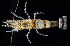  ( - BOIMB_0002)  @11 [ ] CreativeCommons  Attribution Non-Commercial Share-Alike (2019) The Smithsonian Institution The Smithsonian Institution National Museum of Natural History, Department of Invertebrate Zoology