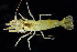  ( - BOIMB_0004)  @11 [ ] CreativeCommons  Attribution Non-Commercial Share-Alike (2019) The Smithsonian Institution The Smithsonian Institution National Museum of Natural History, Department of Invertebrate Zoology