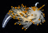  (Diaphoreolis lagunae - BOIMB_0055)  @11 [ ] CreativeCommons  Attribution Non-Commercial Share-Alike (2019) The Smithsonian Institution The Smithsonian Institution National Museum of Natural History, Department of Invertebrate Zoology