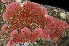 (Eurystomellidae - BOIMB_0735)  @11 [ ] CreativeCommons  Attribution Non-Commercial Share-Alike (2019) The Smithsonian Institution The Smithsonian Institution National Museum of Natural History, Department of Invertebrate Zoology