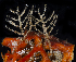  (Abietinaria variabilis - BOIMB_0069)  @11 [ ] CreativeCommons  Attribution Non-Commercial Share-Alike (2019) The Smithsonian Institution The Smithsonian Institution National Museum of Natural History, Department of Invertebrate Zoology