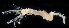  (Semiodera inflata - BOIMB_0707)  @11 [ ] CreativeCommons  Attribution Non-Commercial Share-Alike (2019) The Smithsonian Institution The Smithsonian Institution National Museum of Natural History, Department of Invertebrate Zoology
