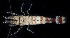  (Heptacarpus palpator - BOIMB_0654)  @11 [ ] CreativeCommons  Attribution Non-Commercial Share-Alike (2019) The Smithsonian Institution The Smithsonian Institution National Museum of Natural History, Department of Invertebrate Zoology
