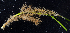  (Amphisbetia furcata - BOIMB_0080)  @11 [ ] CreativeCommons  Attribution Non-Commercial Share-Alike (2019) The Smithsonian Institution The Smithsonian Institution National Museum of Natural History, Department of Invertebrate Zoology