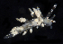  (Eubranchus olivaceus - BOIMB_1167)  @11 [ ] CreativeCommons  Attribution Non-Commercial Share-Alike (2019) The Smithsonian Institution The Smithsonian Institution National Museum of Natural History, Department of Invertebrate Zoology