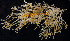  (Abietinaria alexanderi - BOIMB_0081)  @11 [ ] CreativeCommons  Attribution Non-Commercial Share-Alike (2019) The Smithsonian Institution The Smithsonian Institution National Museum of Natural History, Department of Invertebrate Zoology