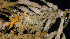  ( - BOIMB_0081)  @11 [ ] CreativeCommons  Attribution Non-Commercial Share-Alike (2019) The Smithsonian Institution The Smithsonian Institution National Museum of Natural History, Department of Invertebrate Zoology