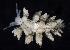  (Eubranchus rustyus - BOIMB_1164)  @11 [ ] CreativeCommons  Attribution Non-Commercial Share-Alike (2019) The Smithsonian Institution The Smithsonian Institution National Museum of Natural History, Department of Invertebrate Zoology