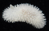  (Onchidoris evincta - BOIMB_0756)  @11 [ ] CreativeCommons  Attribution Non-Commercial Share-Alike (2019) The Smithsonian Institution The Smithsonian Institution National Museum of Natural History, Department of Invertebrate Zoology