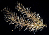  (Hydrallmania distans - BOIMB_0104)  @11 [ ] CreativeCommons  Attribution Non-Commercial Share-Alike (2019) The Smithsonian Institution The Smithsonian Institution National Museum of Natural History, Department of Invertebrate Zoology
