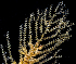  (Abietinaria inconstans - BOIMB_0101)  @11 [ ] CreativeCommons  Attribution Non-Commercial Share-Alike (2019) The Smithsonian Institution The Smithsonian Institution National Museum of Natural History, Department of Invertebrate Zoology