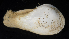  (Hiatella sp - BOIMB_1574)  @11 [ ] CreativeCommons  Attribution Non-Commercial Share-Alike (2019) The Smithsonian Institution The Smithsonian Institution National Museum of Natural History, Department of Invertebrate Zoology