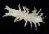  (Synapseudes intumescens - BOIMB_1624)  @11 [ ] CreativeCommons  Attribution Non-Commercial Share-Alike (2019) The Smithsonian Institution The Smithsonian Institution National Museum of Natural History, Department of Invertebrate Zoology