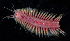  (Hesperonoe - BOIMB_1079)  @11 [ ] CreativeCommons  Attribution Non-Commercial Share-Alike (2019) The Smithsonian Institution The Smithsonian Institution National Museum of Natural History, Department of Invertebrate Zoology