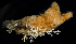  ( - BOIMB_1400)  @11 [ ] CreativeCommons  Attribution Non-Commercial Share-Alike (2019) The Smithsonian Institution The Smithsonian Institution National Museum of Natural History, Department of Invertebrate Zoology