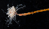  ( - BOIMB_1683)  @11 [ ] CreativeCommons  Attribution Non-Commercial Share-Alike (2019) The Smithsonian Institution The Smithsonian Institution National Museum of Natural History, Department of Invertebrate Zoology