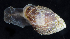  (Myosotella - BOIMB_0394)  @11 [ ] CreativeCommons  Attribution Non-Commercial Share-Alike (2019) The Smithsonian Institution The Smithsonian Institution National Museum of Natural History, Department of Invertebrate Zoology