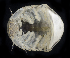  (Exosphaeroma inornata - BOIMB_1879)  @11 [ ] CreativeCommons  Attribution Non-Commercial Share-Alike (2019) The Smithsonian Institution The Smithsonian Institution National Museum of Natural History, Department of Invertebrate Zoology