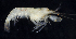  (Betaeus longidactylus - BOIMB_2242)  @11 [ ] CreativeCommons  Attribution Non-Commercial Share-Alike (2019) The Smithsonian Institution The Smithsonian Institution National Museum of Natural History, Department of Invertebrate Zoology
