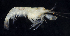  ( - BOIMB_2242)  @11 [ ] CreativeCommons  Attribution Non-Commercial Share-Alike (2019) The Smithsonian Institution The Smithsonian Institution National Museum of Natural History, Department of Invertebrate Zoology