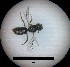  (Lasioglossum mediterraneum - MB00034)  @11 [ ] Pollen (2017) Mathilde Baude University of Orleans
