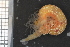  ( - ZMBN_95842)  @11 [ ] CreativeCommons - Attribution Non-Commercial Share-Alike (2015) University of Bergen University of Bergen, Natural History Collections