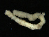  (Axiothella sp - UMBergen_NB_mald184)  @11 [ ] CreativeCommons - Attribution Non-Commercial Share-Alike (2013) Unspecified University of Bergen, Natural History Collections