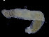  (Macrochaeta polyonyx - UMBergen_NB_polych240)  @13 [ ] CreativeCommons - Attribution Non-Commercial Share-Alike (2014) University of Bergen, Norway Natural History Collections, University of Bergen