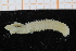  (Augeneria cf. tentaculata - UMBergen_NB_polych460)  @13 [ ] CreativeCommons - Attribution Non-Commercial Share-Alike (2014) University of Bergen, Norway Natural History Collections, University of Bergen