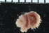  (Phyllodoce sp - ZMBN_104629)  @11 [ ] CreativeCommons - Attribution Non-Commercial Share-Alike (2015) UoB, Norway University of Bergen, Natural History Collections