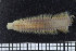  ( - ZMBN_104700)  @12 [ ] CreativeCommons - Attribution Non-Commercial Share-Alike (2015) UoB, Norway University of Bergen, Natural History Collections