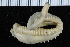  (Neoamphitrite groenlandica - ZMBN_116165)  @11 [ ] CreativeCommons - Attribution Non-Commercial Share-Alike (2017) University of Bergen Natural History Collections