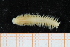  ( - ZMBN_95239)  @13 [ ] CreativeCommons - Attribution Non-Commercial Share-Alike (2014) University of Bergen University of Bergen, Natural History Collections