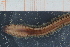  ( - ZMBN_95253)  @11 [ ] CreativeCommons - Attribution Non-Commercial Share-Alike (2014) University of Bergen University of Bergen, Natural History Collections