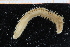  ( - ZMBN_95261)  @13 [ ] CreativeCommons - Attribution Non-Commercial Share-Alike (2014) University of Bergen University of Bergen, Natural History Collections