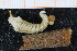  ( - ZMBN_95354)  @11 [ ] CreativeCommons - Attribution Non-Commercial Share-Alike (2014) University of Bergen University of Bergen, Natural History Collections
