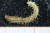  ( - ZMBN_95356)  @12 [ ] CreativeCommons - Attribution Non-Commercial Share-Alike (2014) University of Bergen University of Bergen, Natural History Collections