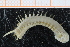  ( - ZMBN_95363)  @11 [ ] CreativeCommons - Attribution Non-Commercial Share-Alike (2014) University of Bergen University of Bergen, Natural History Collections