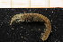  ( - ZMBN_98227)  @11 [ ] CreativeCommons - Attribution Non-Commercial Share-Alike (2015) University of Bergen University of Bergen, Natural History Collection