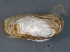  (Hiatella sp. L - BIOUG09922-H06)  @14 [ ] CreativeCommons - Attribution (2014) CBG Photography Group Centre for Biodiversity Genomics