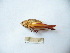  (Pholidoptera frivaldskyi - 03DRAGO_C11)  @13 [ ] Copyright  G. Blagoev 2010 Unspecified