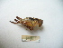  (Bucephaloptera bucephala - 04DRAGO_E01)  @14 [ ] Copyright  G. Blagoev 2010 Unspecified