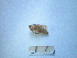  (Metrioptera helleri - 05DRAGO_G12)  @13 [ ] Copyright  G. Blagoev 2010 Unspecified