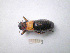  (Callimenus macrogaster macrogaster - 06RAGO_E10)  @14 [ ] Copyright  G. Blagoev 2010 Unspecified