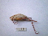  (Parapholidoptera castaneoviridis - 07DRAGO_A01)  @13 [ ] Copyright  G. Blagoev 2010 Unspecified