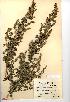  (Artemisia absinthium - NMW063)  @13 [ ] CreativeCommons - Attribution (2012) National Museum Wales National Museum Wales