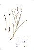  (Carex laevigata - NMW159)  @11 [ ] Unspecified (default): All Rights Reserved  Unspecified Unspecified